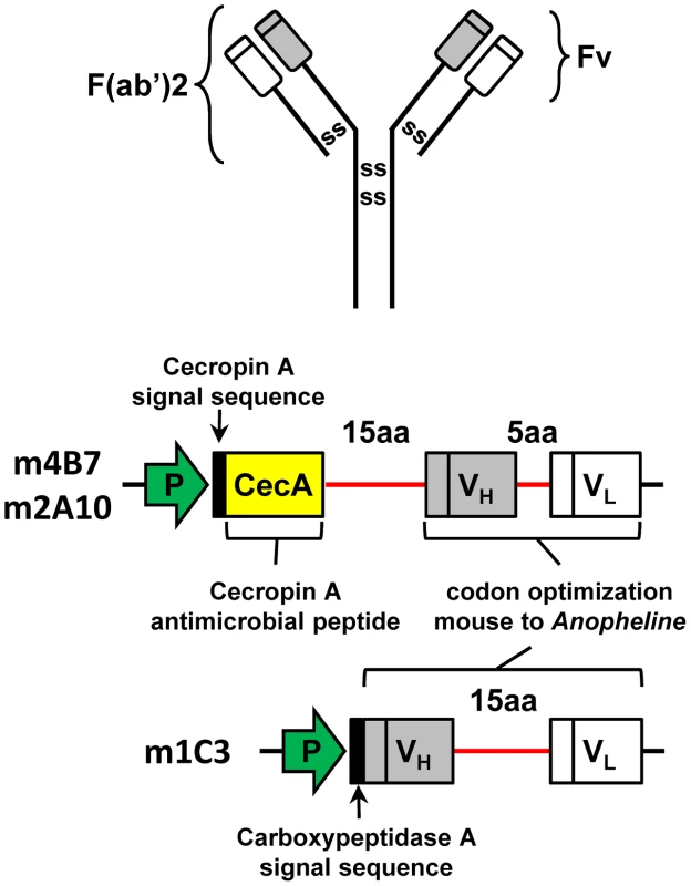 A model of the modified scFv transgenes.