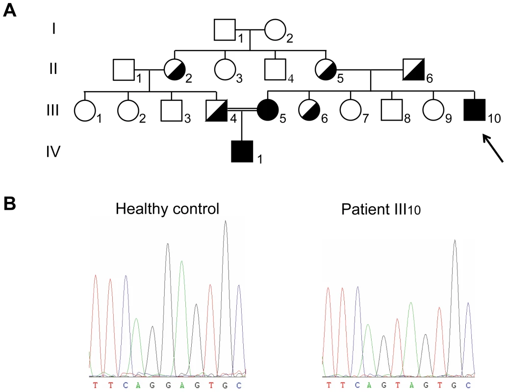 Pedigree and genotype of the patients.