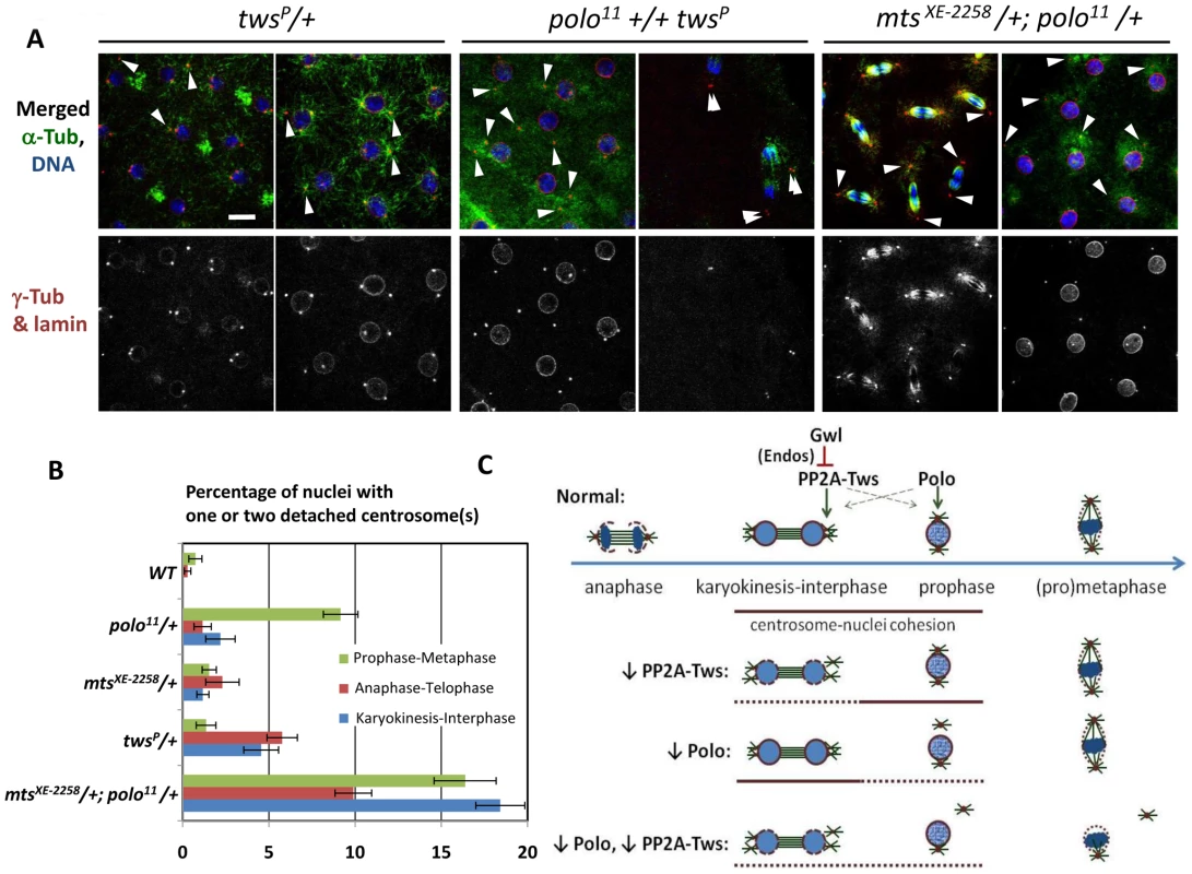 PP2A-Tws collaborates with Polo to promote cell cycle progression and centrosome cohesion to nuclei.
