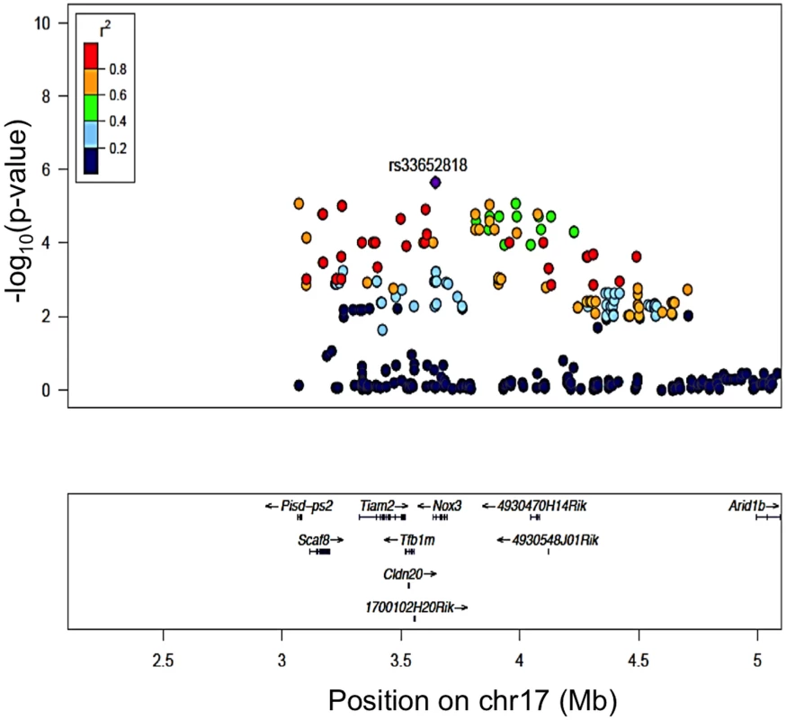 Regional plot of the 8 kHz ABR post noise-exposure at Chr 17 association in the HMDP centered on the lead SNP at the Nox3 locus (rs33652818).
