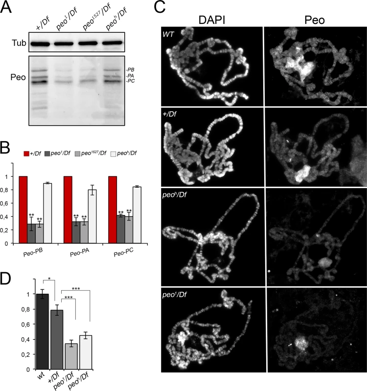 Peo expression and localization in polytene chromosomes.