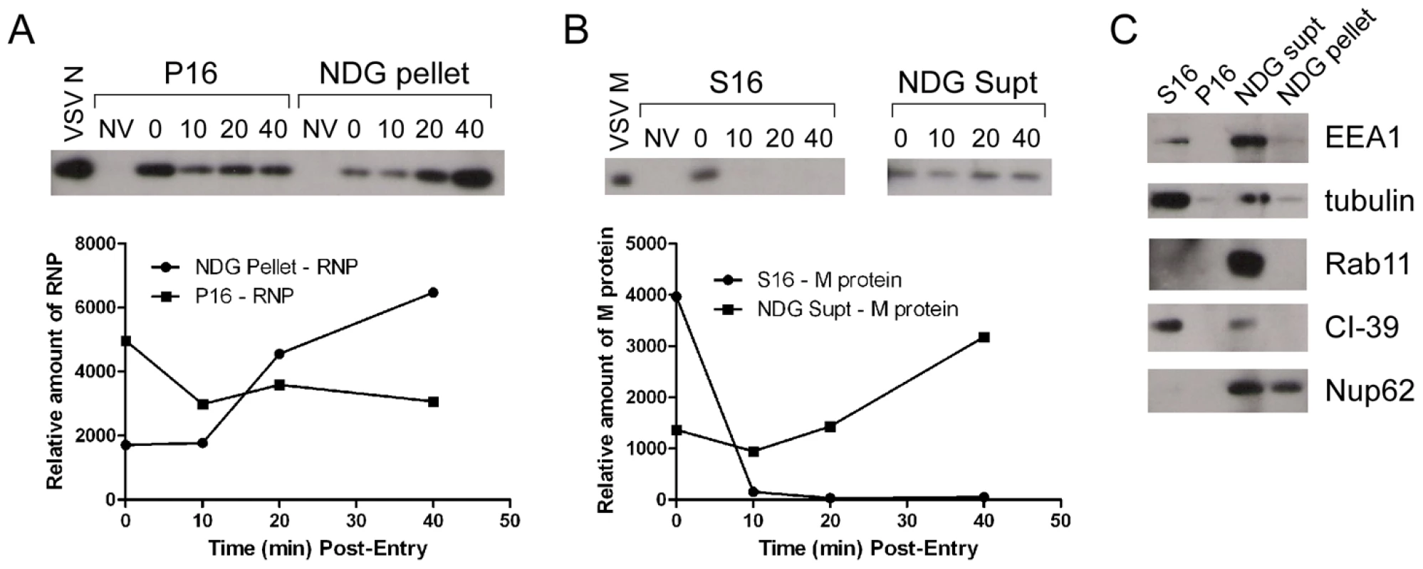 Cell fractionation and analysis of the distribution of RNPs and M protein during virus entry.