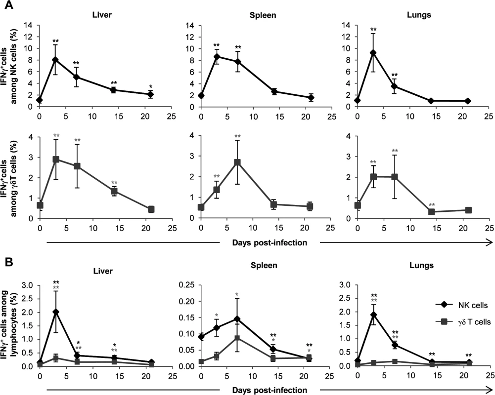 γδ T cells are not the main producers of IFNγ during early acute MCMV infection.