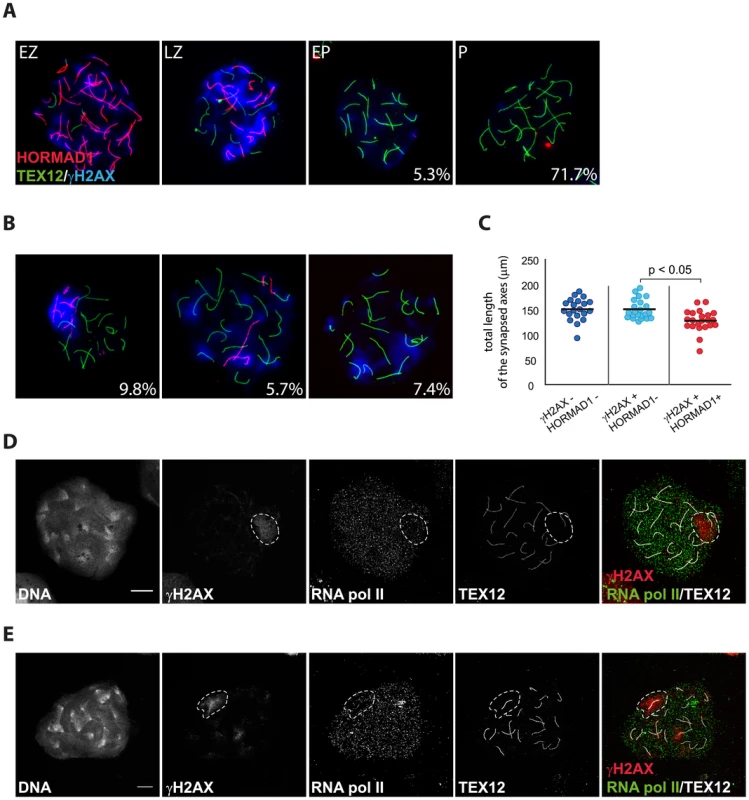 Pseudo XY bodies containing synapsed axes in wild type embryonic oocytes.