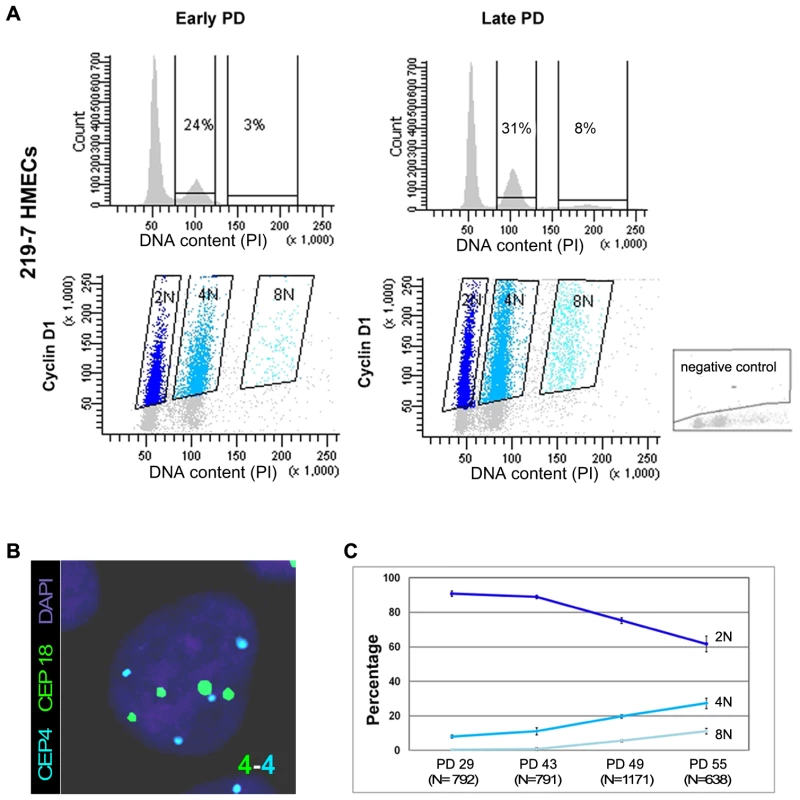 Replicative dependent polyploidization in HMECs.