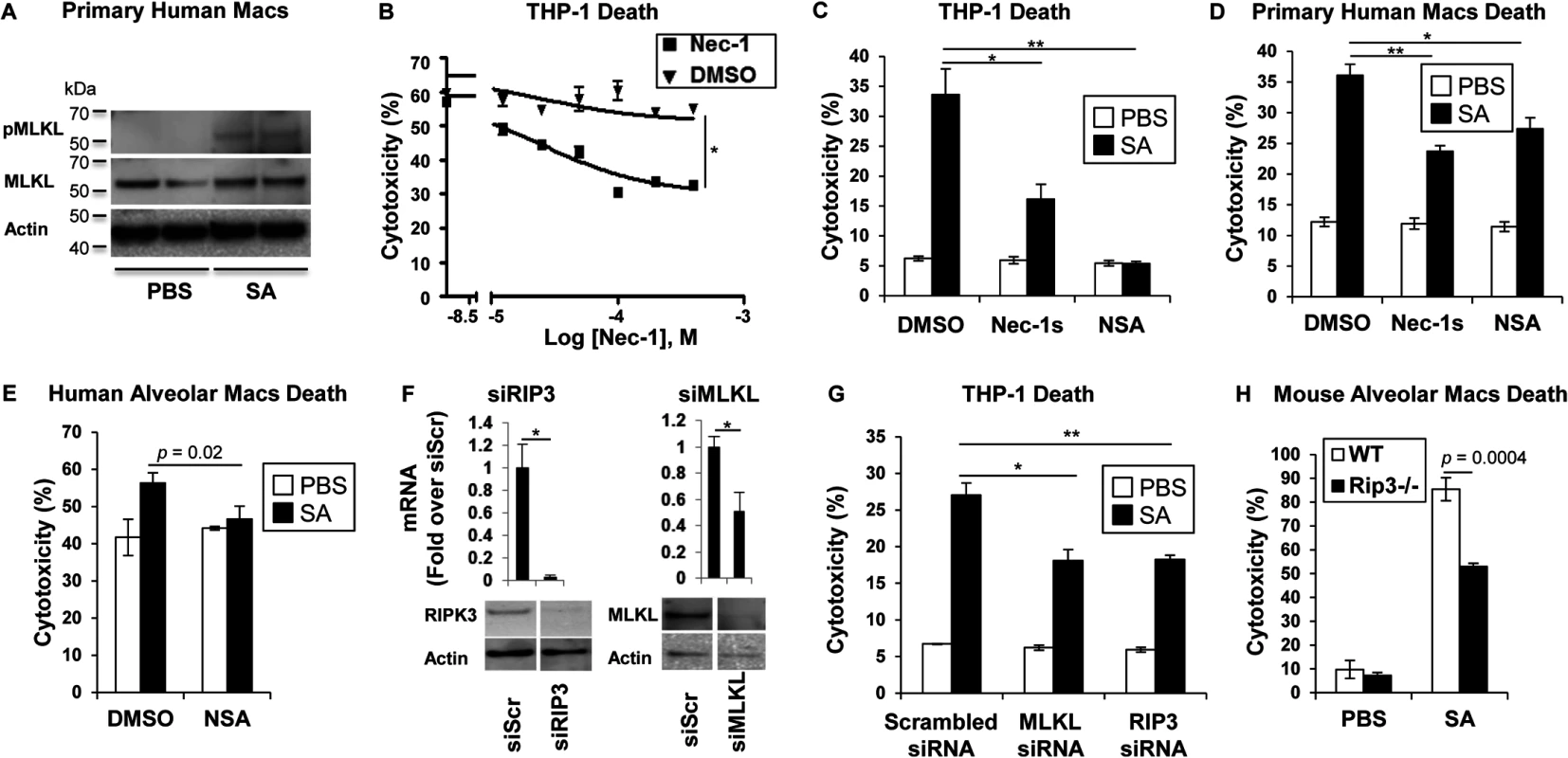 SA induces necroptosis in macrophages.