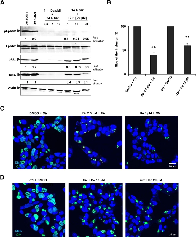Small molecule EphA2 inhibitor dasatinib affects <i>Ctr</i> infection.