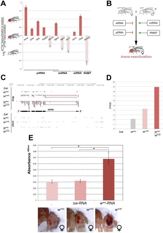 Mutations in genes encoding for factors involved in PTGS and RNA methylation influence <i>trans</i>-reactivation.