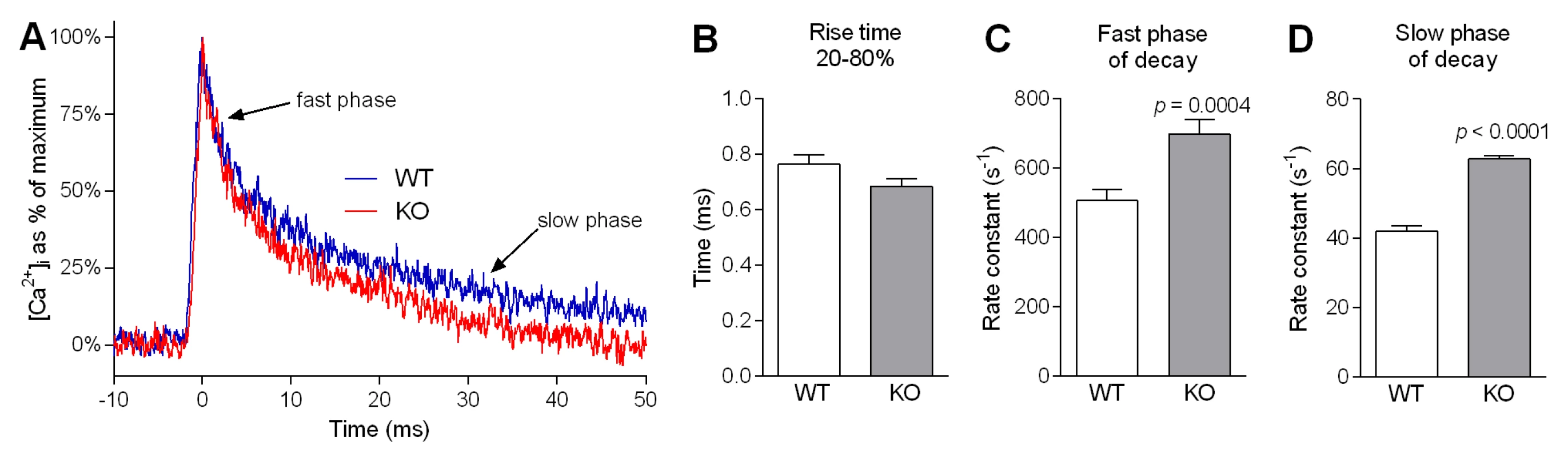 Ca<sup>2+</sup> kinetics of single twitches in FDB fibres from WT and <i>Actn3</i> KO mice.