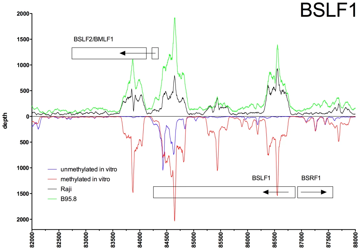 Identification of methylation-dependent Zta binding to the viral <i>BSLF1</i> and <i>BSLF2/BMLF1</i> promoter elements <i>in vivo</i> and <i>in vitro</i>.