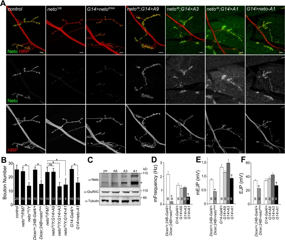 Neto levels affect NMJ development and function.