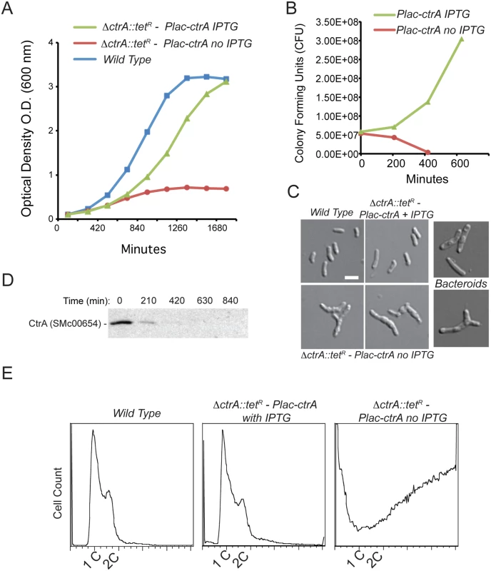 CtrA plays an essential role in <i>S</i>. <i>meliloti</i>.