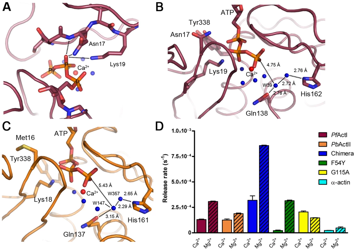 ATP binding sites of actin I and II.