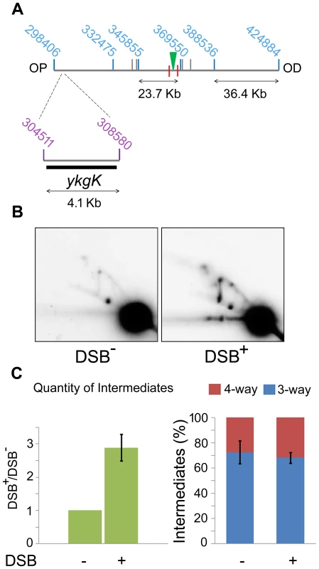 2D agarose gel electrophoresis 30 Kb upstream of the DSB.