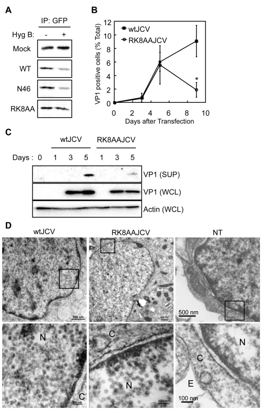 “RK” residues of Agnoprotein are necessary for viroporin activity.