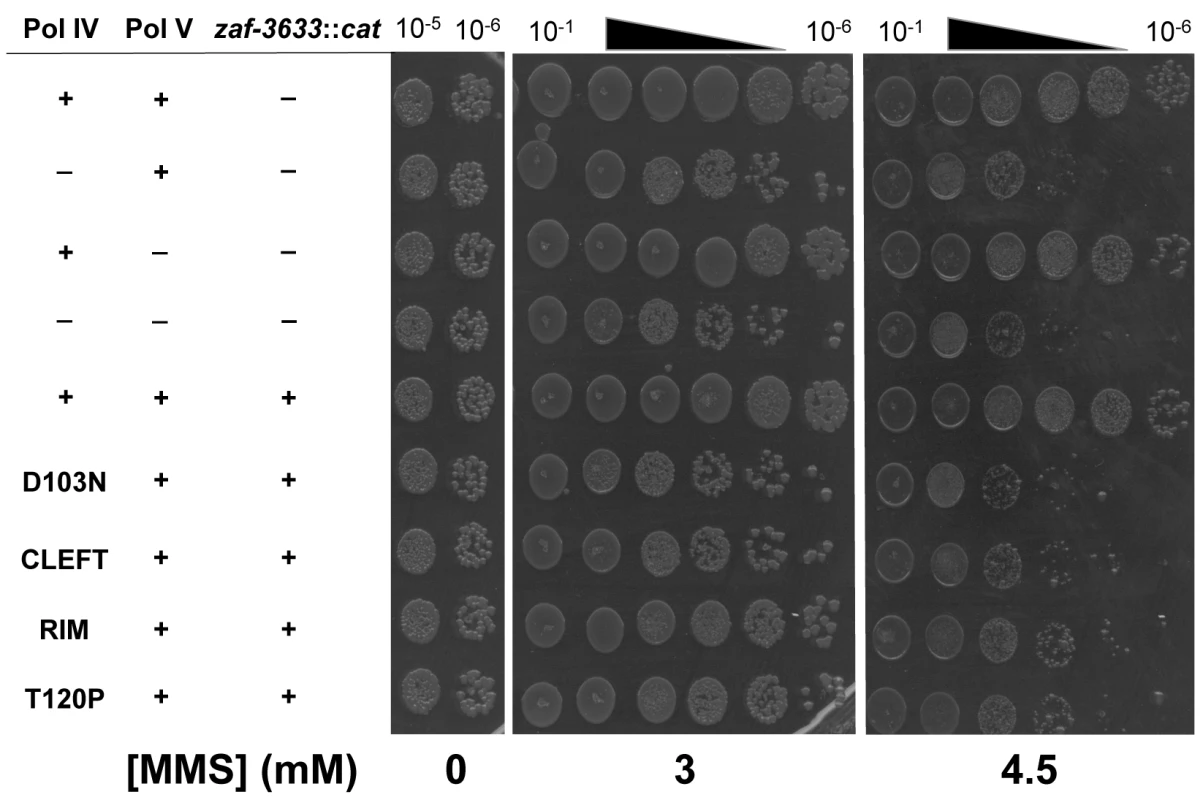 The Pol IV-T120P, Pol IV<sup>C</sup> and Pol IV<sup>R</sup> strains are sensitized to killing by MMS.
