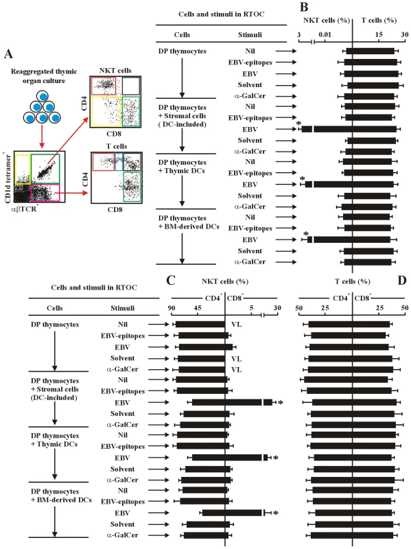 EBV-induced CD8<sup>+</sup> NKT cell differentiation depends upon thymic dendritic cells.