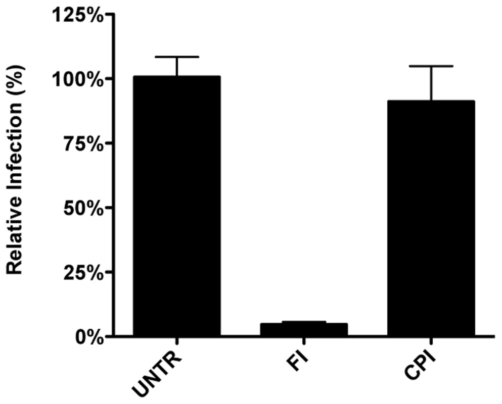 MERS-CoV requires cleavage by furin but not by lysosomal proteases for infection.