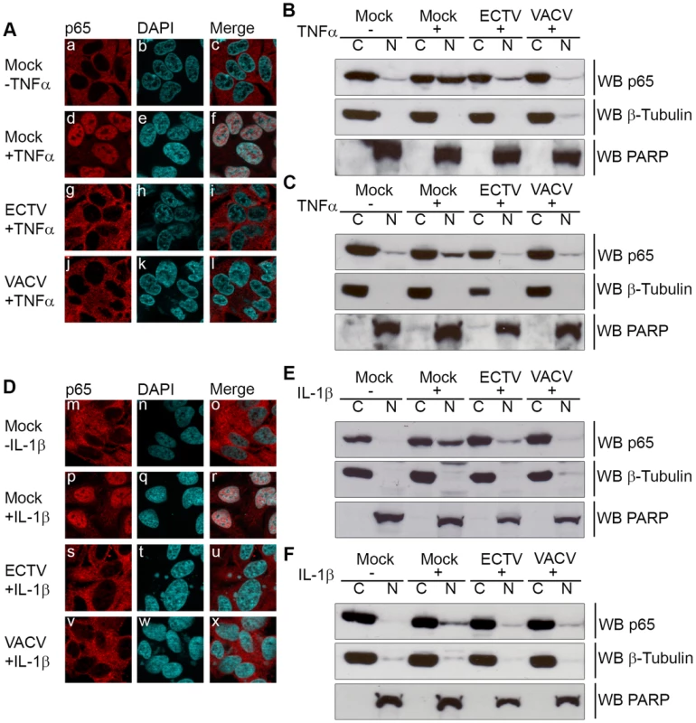 ECTV infected cells inhibit p65 nuclear translocation.