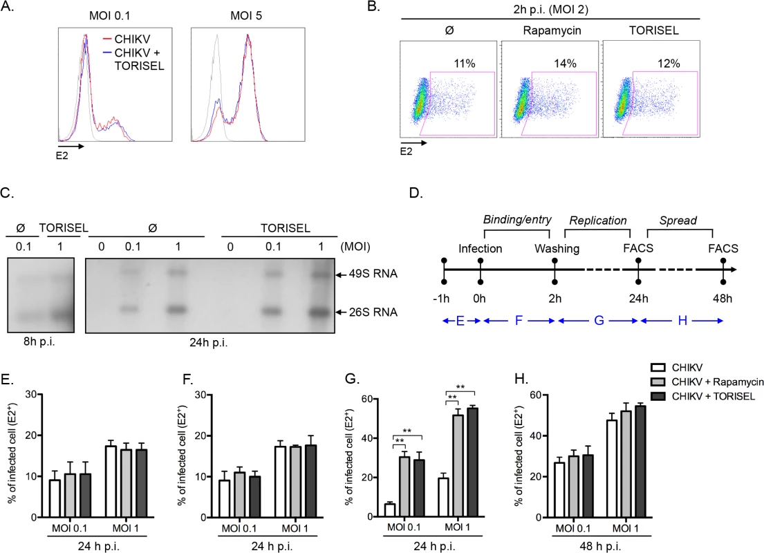 Rapalog treatment enhances viral replication.