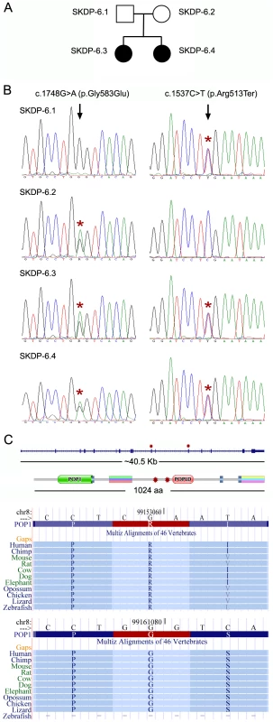 Mutations in the <i>POP1</i> gene.