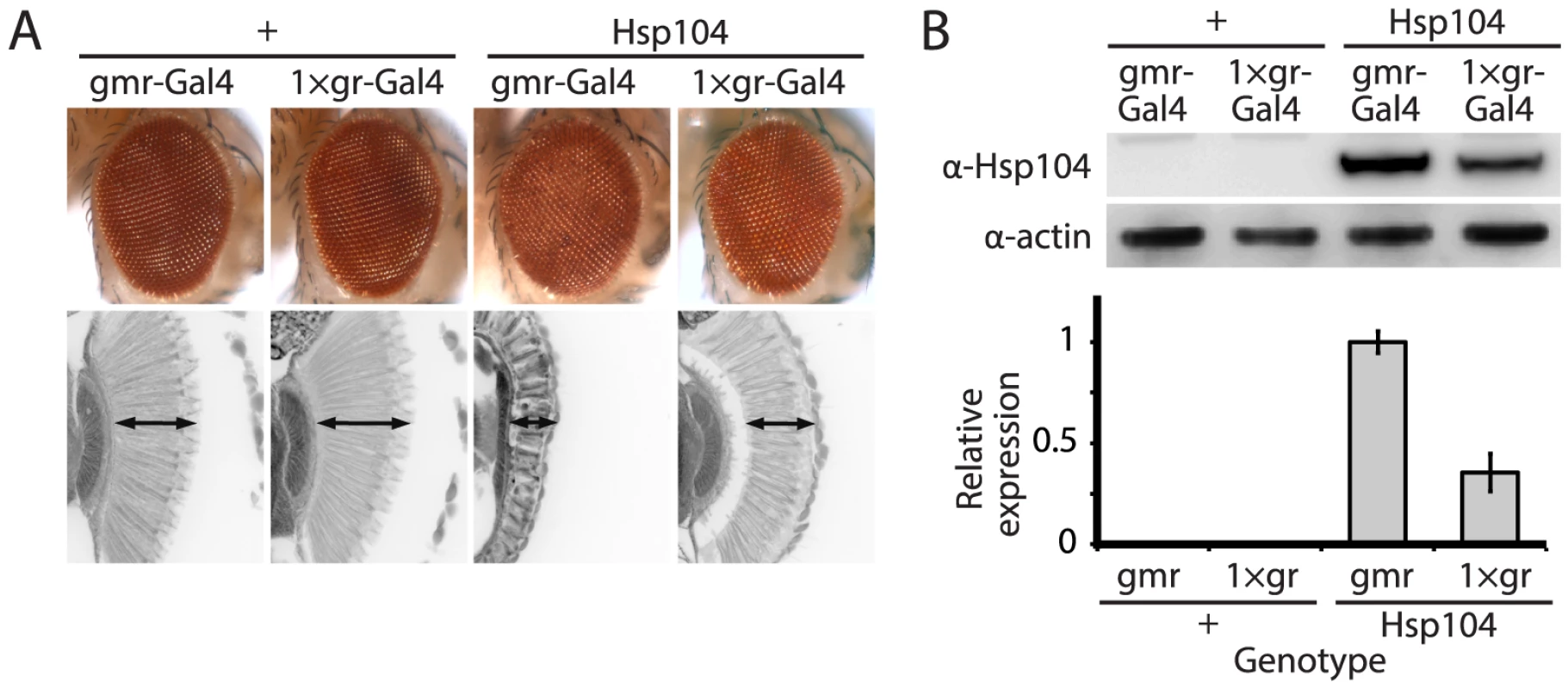 Tuning Hsp104 expression level for the fly eye.