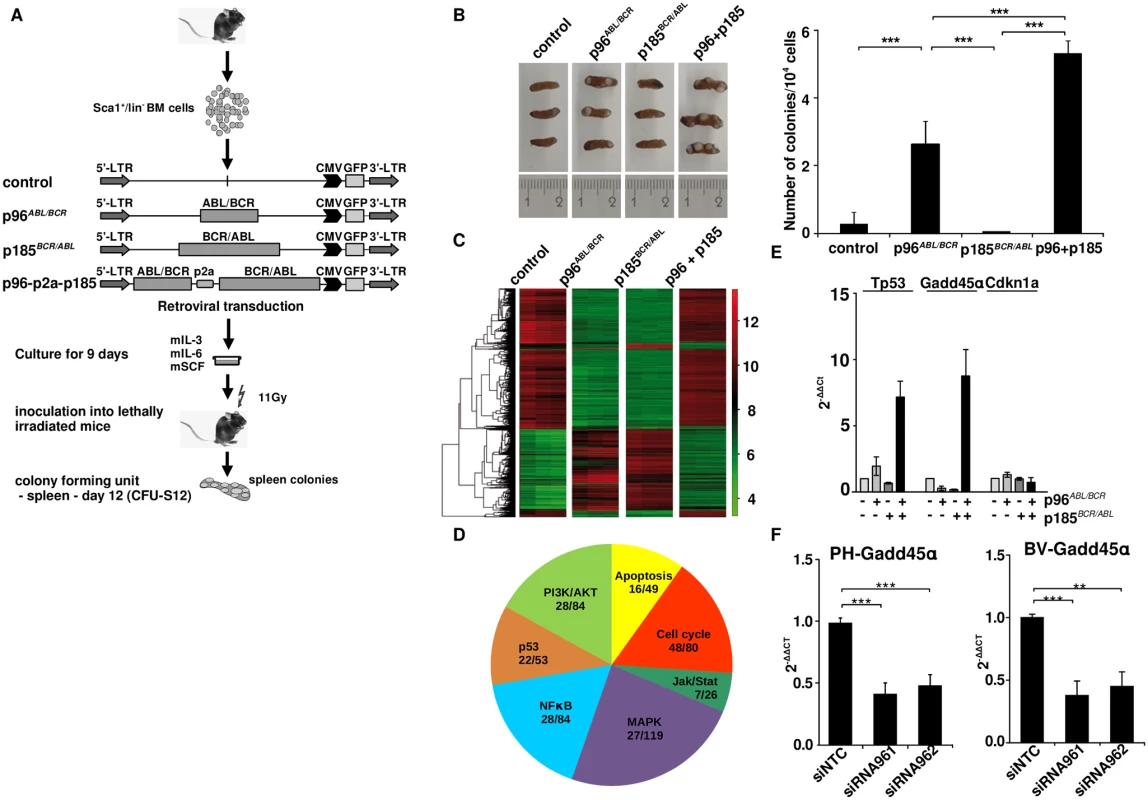 Stem cell colonogenic potential of t(9;22) fusion proteins.