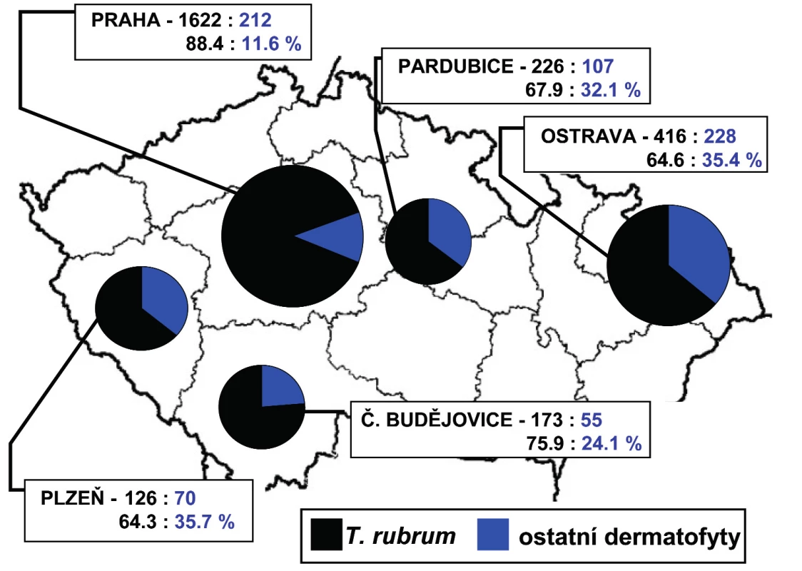 Poměr izolátů <i>T. rubrum</i> v porovnání s ostatními druhy dermatofytů na jednotlivých pracovištích