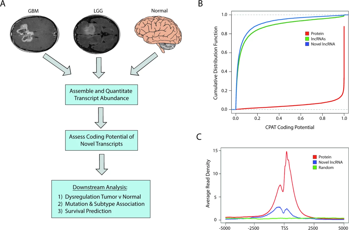 Identification of novel lncRNAs in glial tumors and normal brain RNA-seq samples.