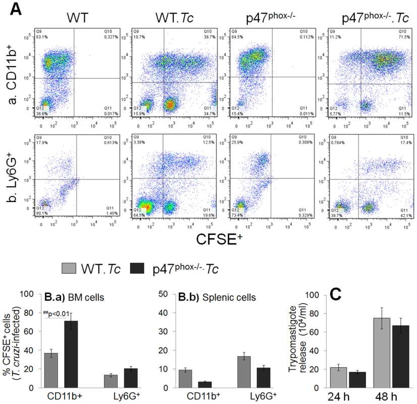 <i>T. cruzi</i> uptake, intracellular replication and release by p47<sup>phox−/−</sup> phagocytes.