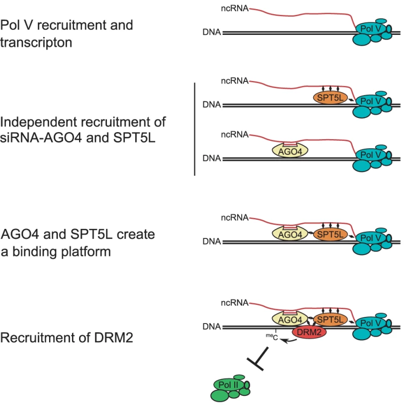 Model of SPT5L involvement in the recruitment of chromatin modifying enzymes.