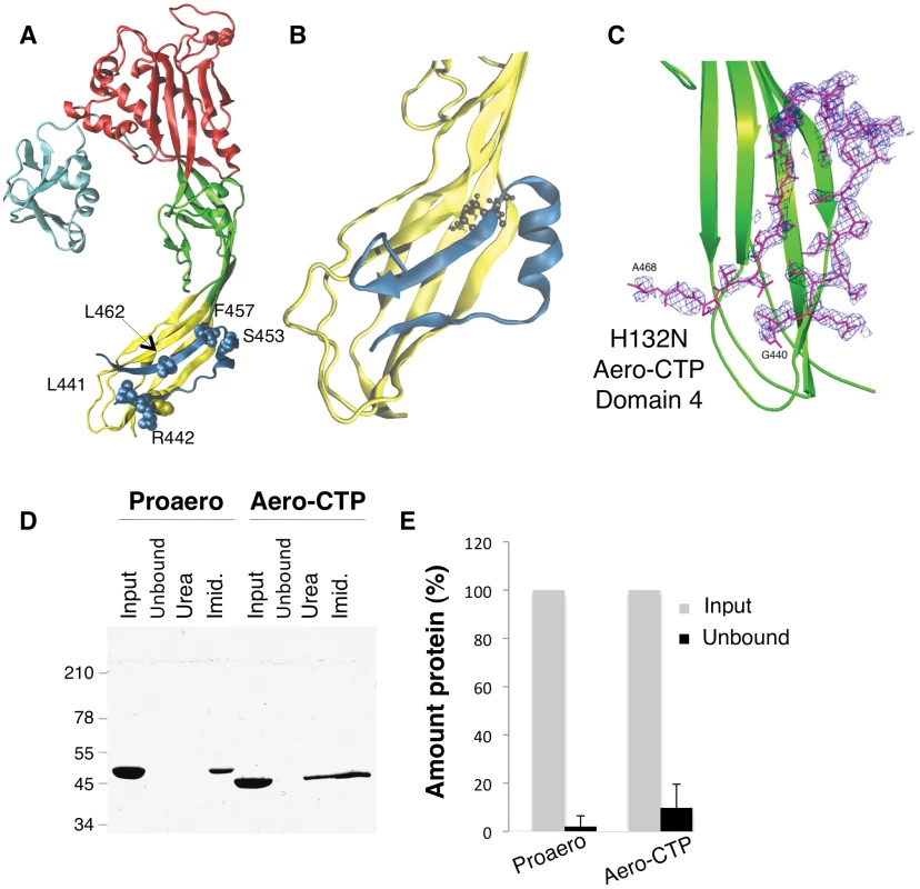 The CTP remains bound to aerolysin following trypsin cleavage.