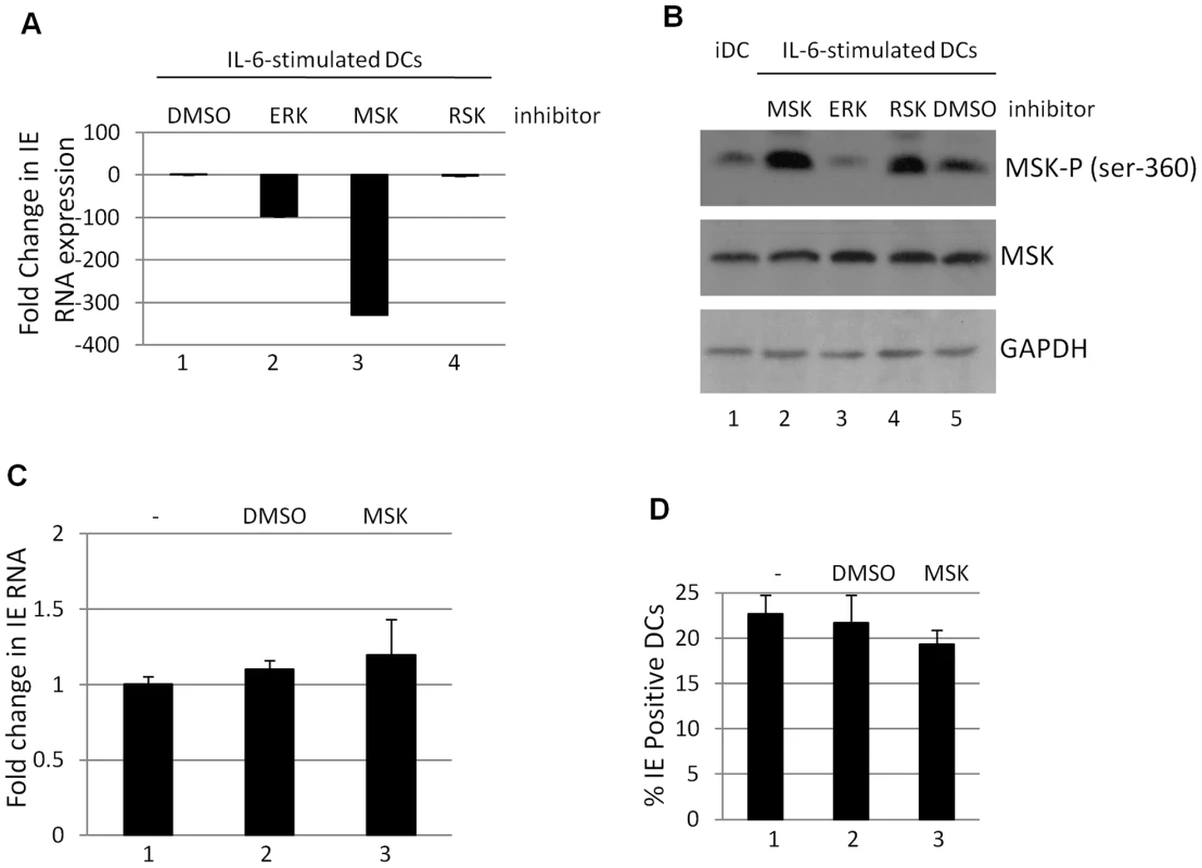 Inhibition of mitogen and stress activated kinase activity is a potent inhibitor of HCMV reactivation.