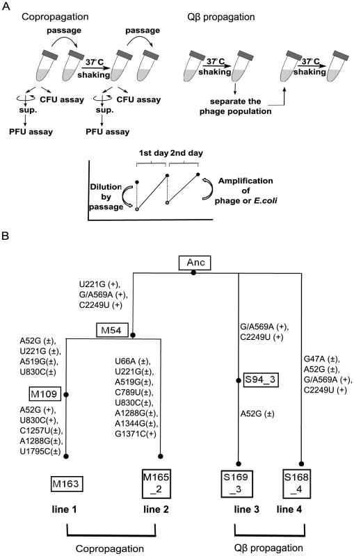 Model evolution system.