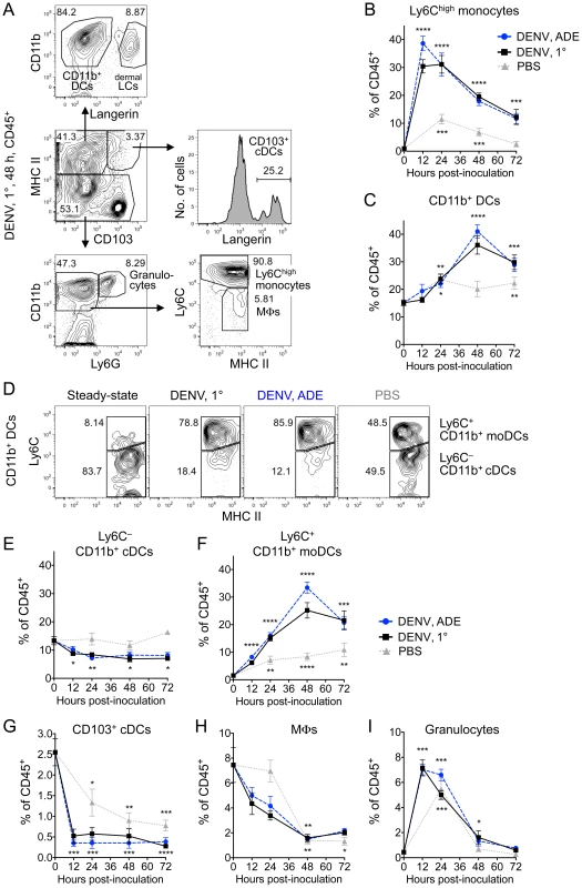Dynamics of cell populations in the DENV-infected dermis.
