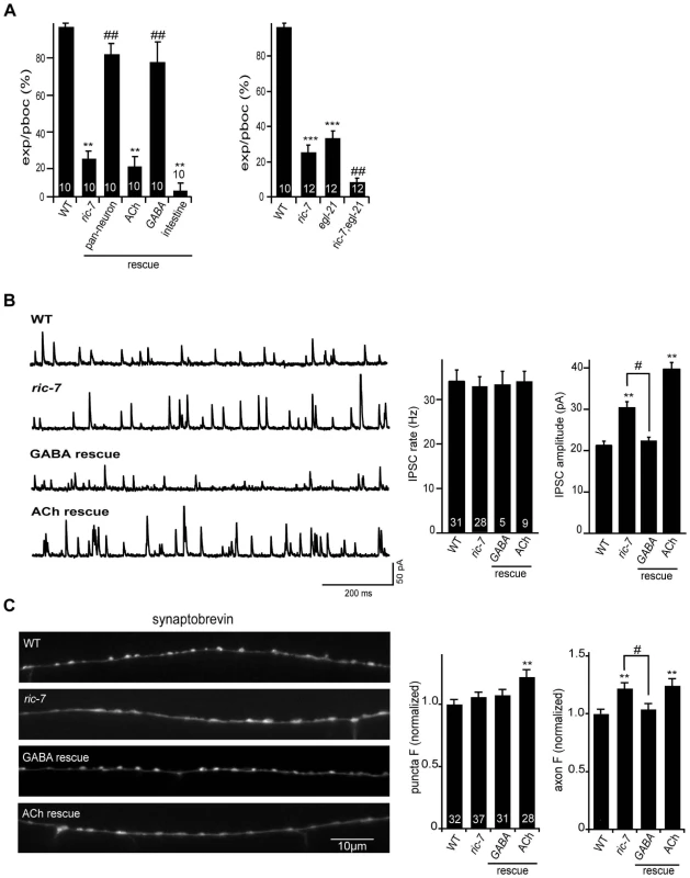 Analysis of GABA transmission in <i>ric-7</i> mutants.