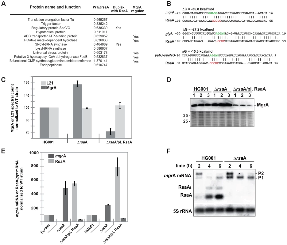 RsaA regulates the synthesis of several metabolic enzymes.