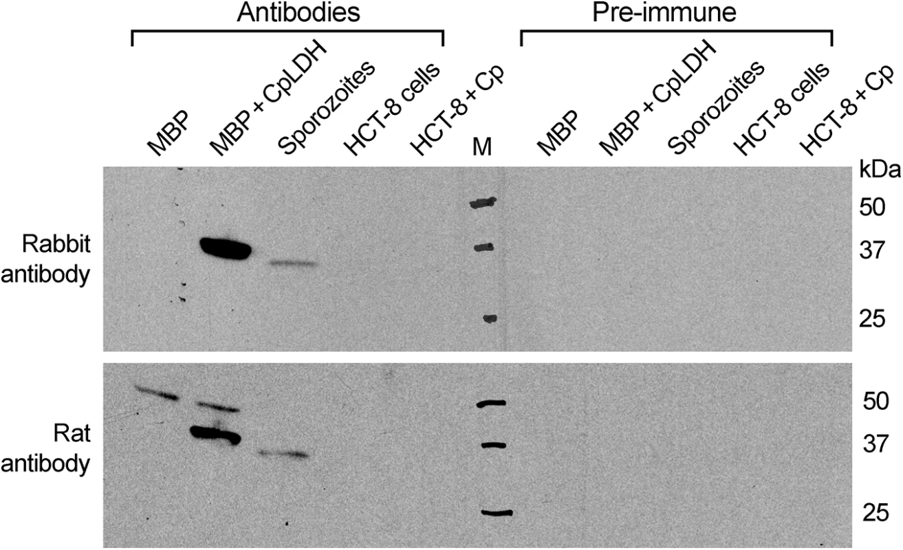 Western blot detection of CpLDH.