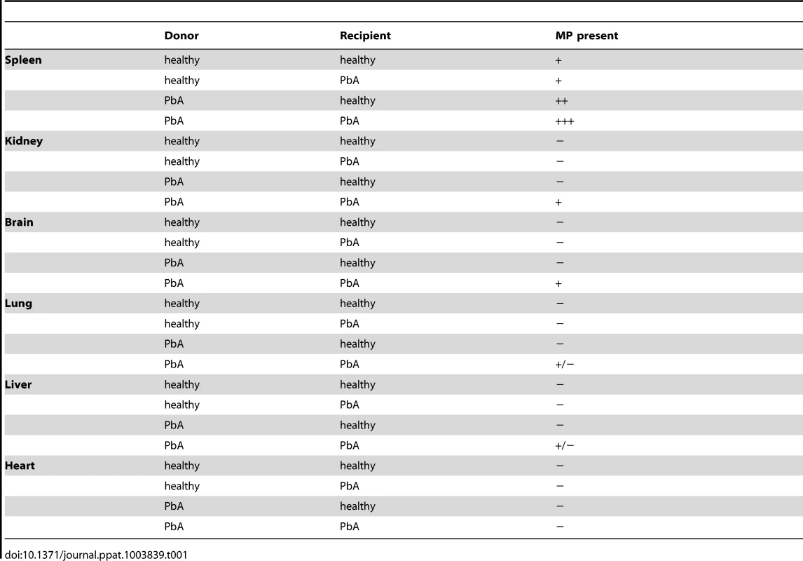 Qualitative summary of PKH67-labelled MP distribution within the tissue of recipient mice following adoptive transfer.