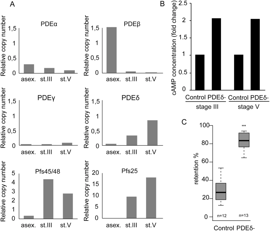 cAMP degradation by phosphodiesterases regulates GIE mechanical properties.