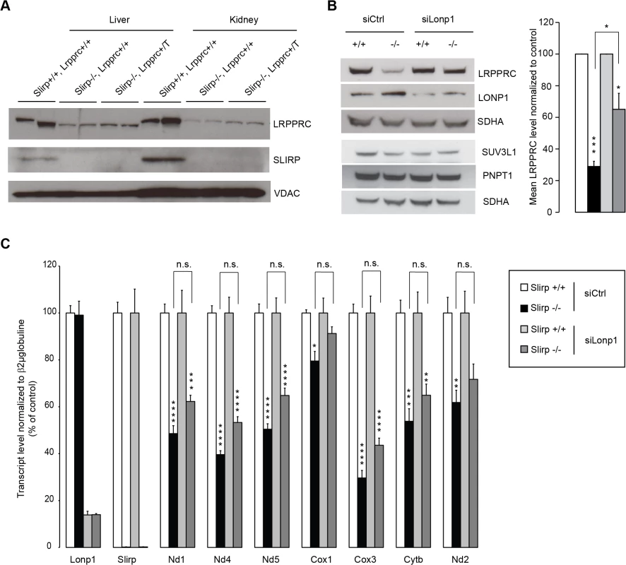 LRPPRC is degraded by LONP1 in the absence of SLIRP and LRPPRC alone cannot preserve mitochondrial transcript stability.