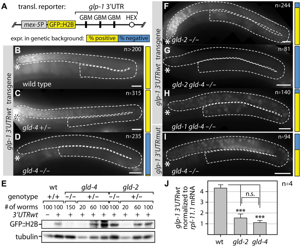 GLD-4 affects <i>glp-1</i> 3′UTR GFP reporter mRNA translation.