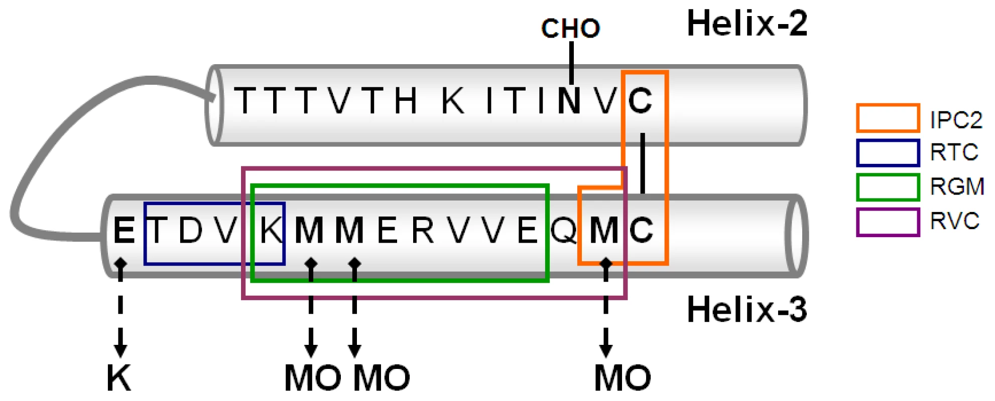 Scheme of Helix 2 and 3 of PrP including epitopes of α Helix 3 antibodies.