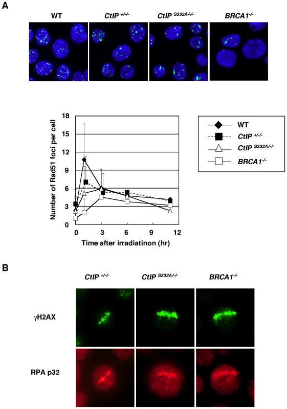 Accumulation of Rad51 and RPA at DNA damage sites is indistinguishable between <i>CtIP<sup>+/−/−</sup></i> and <i>CtIP<sup>S332A/−/−</sup></i> clones.