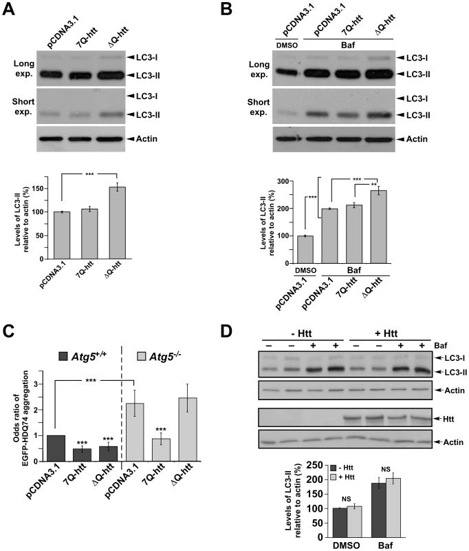 ΔQ-htt expression increases autophagosome synthesis and Atg5-dependent reduction of EGFP-74Q truncated htt aggregates in vitro.