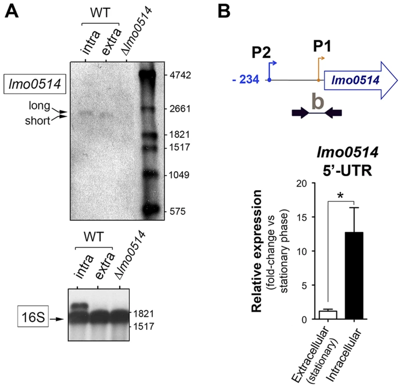 Northern blot and real-time quantitative PCR (qPCR) assays confirm the predominance of <i>lmo0514</i> transcripts of different lengths in extra- and intracellular <i>L. monocytogenes</i>.