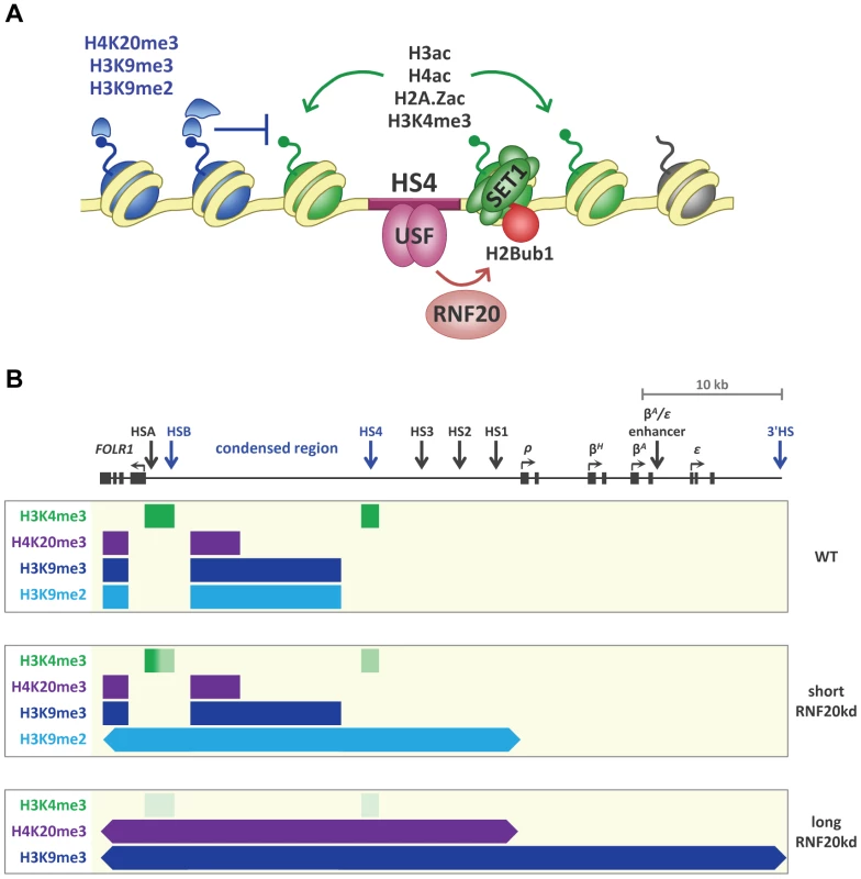 H2B ubiquitination in the establishment of a chromatin boundary.