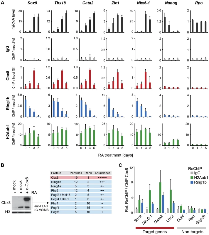 Cbx8 is part of a PRC1 complex and transiently bound to activated genes.