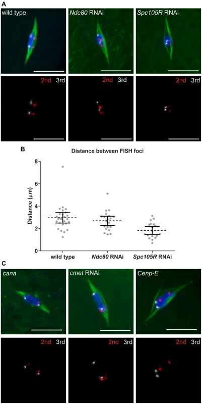 Homologous chromosome bi-orientation depends on kinetochores and CENP-E in oocytes.