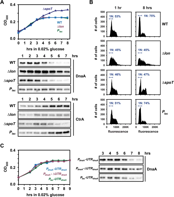Regulated DnaA synthesis and Lon-mediated degradation are required to eliminate DnaA upon carbon exhaustion.